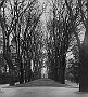 Padova-Giardini dell'Arena- Viale alberato,1970 (Adriano Danieli)